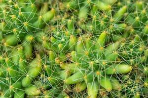 grön kaktus med spikar närbild textur bakgrund foto