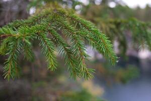 skön höst landskap. sjö se omgiven förbi skog foto