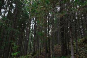 se av lång smal grön träd i de höst skog foto