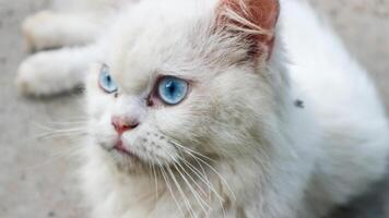 arg vit katt blå ögon. inhemsk vit katt liggande ner. foto