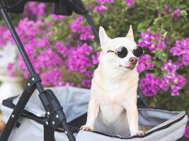 Lycklig brun kort hår chihuahua hund bär solglasögon, stående i sällskapsdjur sittvagn i de parkera med lila blommor bakgrund. ser sidoväg nyfiket. foto