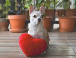 brun chihuahua hund Sammanträde med röd hjärta form kudde. hjärtans dag begrepp. foto