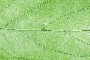 grön blad vener textur. naturlig miljö vibrerande mönster bakgrund. foto