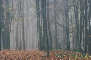 skog i dimma med dimma. fe- läskigt ser trän i en dimmig dag. kall dimmig morgon- i Skräck skog med träd foto