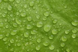 grön blad makro i droppar av vatten. grön sallad blad med stor droppar efter de regn. grön blad textur stänga upp. natur grön ljus bakgrund foto