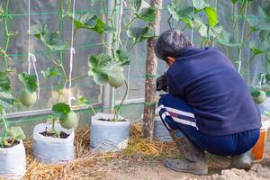 tillbaka se av trädgårdsmästare man arbetssätt i melon trädgårdsarbete. begrepp av åldrig människor och avslappning foto