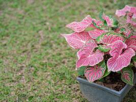 skön caladium bicolor. eller drottning av de lummig växter. färgrik av bon löv i de trädgård. selektiv fokus foto