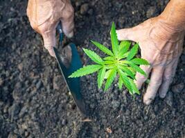 närbild av jordbrukare händer innehav en cannabis växt . Plats för text. bruka marijuana plantage begrepp foto