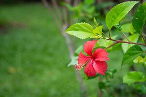 röd hibiskus blomma i de trädgård på en grön bakgrund foto