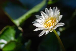 närbild av ett vit lotus blomma är blomning i de pott med grön löv bakgrund foto