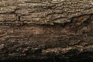 textur av de träd i de skog foto