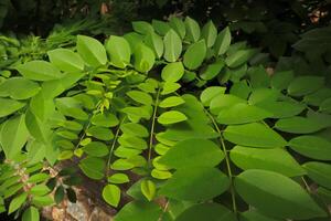 Robinia pseudoacacia vanligen känd som svart gräshoppa löv, en lövfällande träd foto