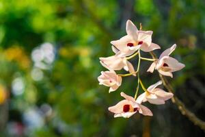 orkidéer blomma är handla om till blomning i de trädgård foto