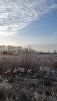 kall höst morgon. frostig höst morgon. frost i de höst landskap foto