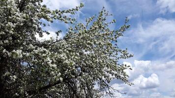 äpple träd i blomma. äpple träd blomma. blomning äpple träd grenar mot de himmel foto