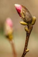 skön magnolia blommor med vatten droppar foto