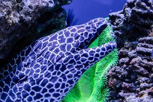 leopard moray ål fisk foto