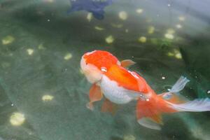 guldfisk i akvarium fisk damm stänga upp foto