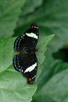 makro skön fjäril papilio aegeus foto