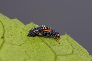 asiatiska lady beetle larver foto