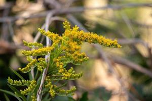 anis goldenrod växt foto