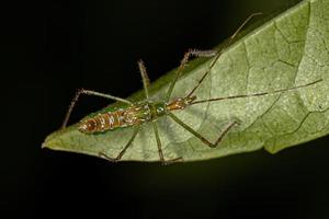 assassin bug nymf foto