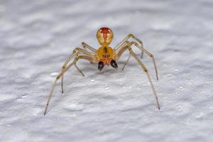 vuxen manlig spindelnätsspindel foto