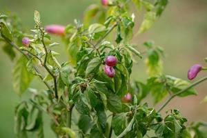 pepparväxter med frukt