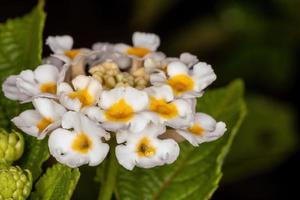 blomma av vanlig lantana foto
