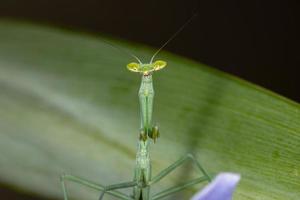 brasiliansk grön mantid foto