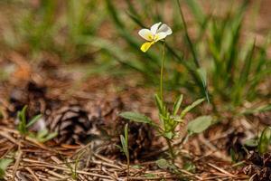 skön vår blommande äng av färsk blommor foto