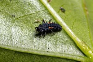 asiatiska lady beetle larver foto