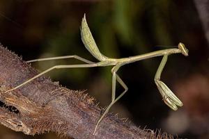 liten mantid nymf foto