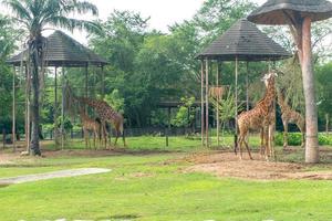 giraff äter mat i djurparken foto