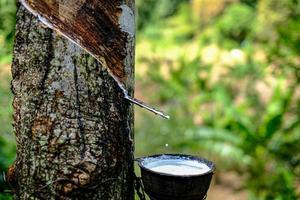 färsk mjölkig latex strömmar in i en plastskål från paragummiträd foto