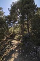 landskap och spår av de skön natur av de sierra de cazorla, jaen, Spanien. natur semester begrepp. foto