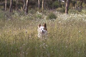 de mest skön hund i de värld. leende charmig förtjusande sobel- brun och vit gräns collie , utomhus- porträtt med tall skog bakgrund. anses vara de mest intelligent hund. foto