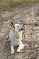 de mest skön hund i de värld. leende charmig förtjusande sobel- brun och vit gräns collie , utomhus- porträtt med tall skog bakgrund. anses vara de mest intelligent hund. foto