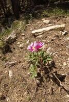 Söt fuchsia vild blomma i de skön natur av de sierra de cazorla, jaen, Spanien. foto