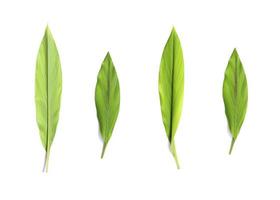 färska gröna blad på vit bakgrund foto