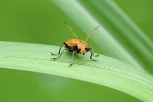 ett orange aulacophora skalbagge foto