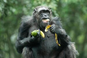 en schimpans eller panorera troglodytes foto