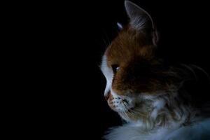 porträtt av persisk ras katt felis catus foto