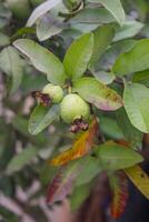 några skön bilder av guava frukt och löv foto