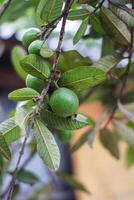 några skön bilder av guava frukt och löv foto