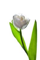 vit tulpan på vit bakgrund. blomma för de ljus. knopp, stam och löv. vår blomma foto