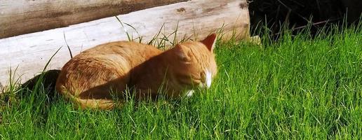 ingefärskatten ligger på det gröna gräsmattan. katten vilar utomhus nära en trävägg.