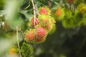 rambutan gård, rambutan frukter på träd foto