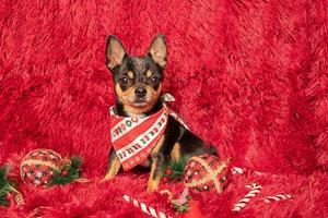 jul med en hund. chihuahua på vinröd bakgrund med nyårsleksaker. en hund i en bandana. foto