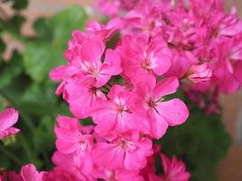 geranium geraniales växt rosa blomma foto